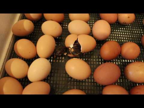 Как правильно заложить яйца в инкубатор в домашних условиях