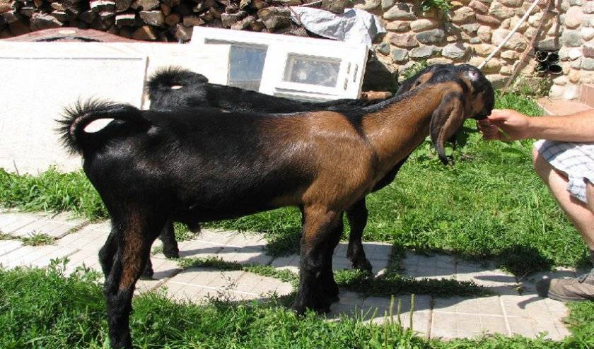 Правила разведения чешских коз, преимущества породы, рекомендации по составлению рациона 