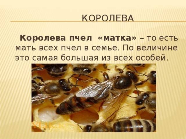 Матка пчел – фото и как выглядит и зачем нужна