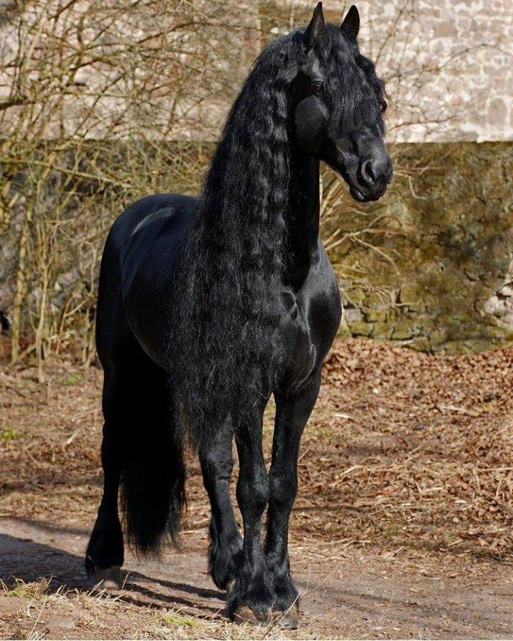 Фризская лошадь: описание породы, особенности содержания, рацион лошадей