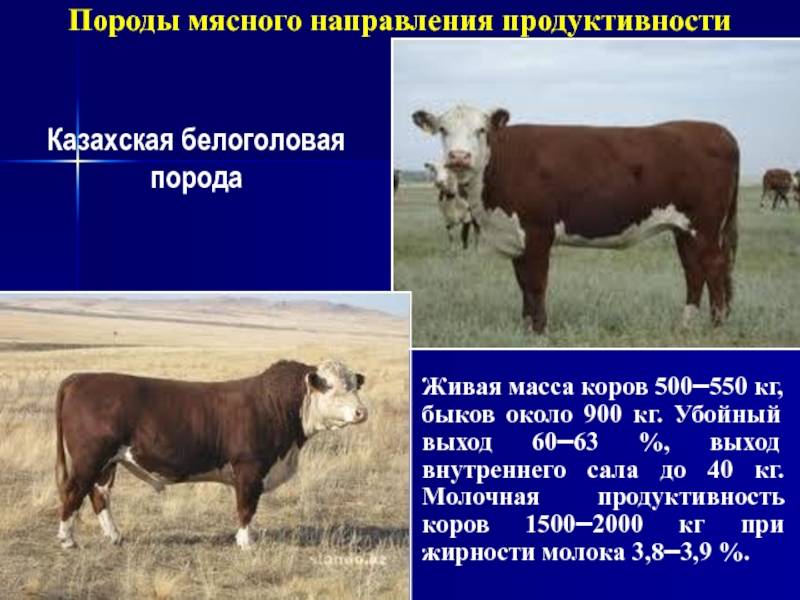 Казахская белоголовая порода коров крс: описание, продуктивность и содержание