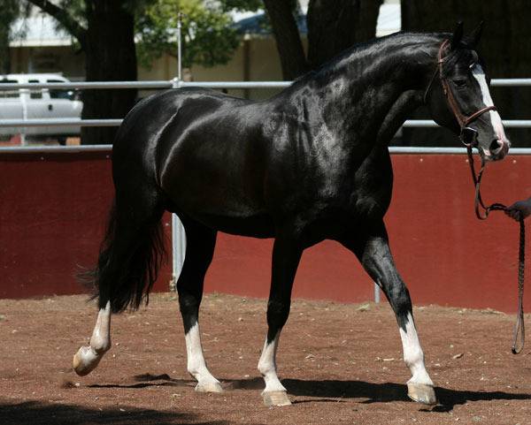 Ганноверская порода лошадей: характеристика, содержание и уход
