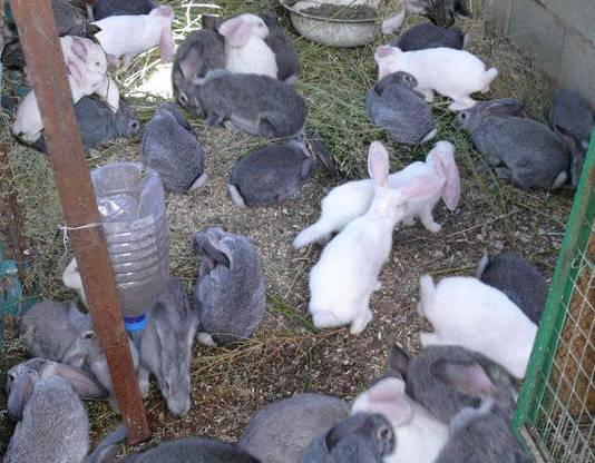 Кролики на даче: выбор породы и организация содержания животных
