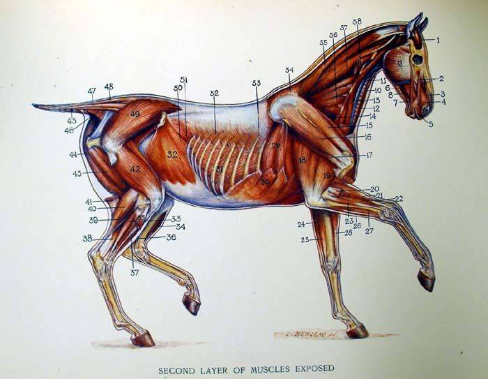 Анатомия лошади: строение скелета, внутренние органы, внешний вид