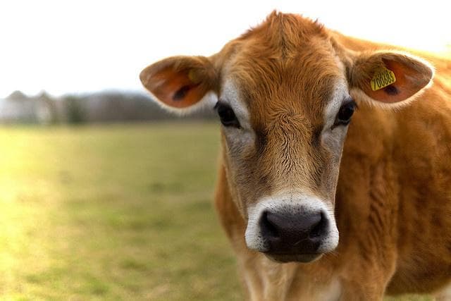 Джерсейская порода коров: [описание породы, фото, уход, преимущества и недостатки]
