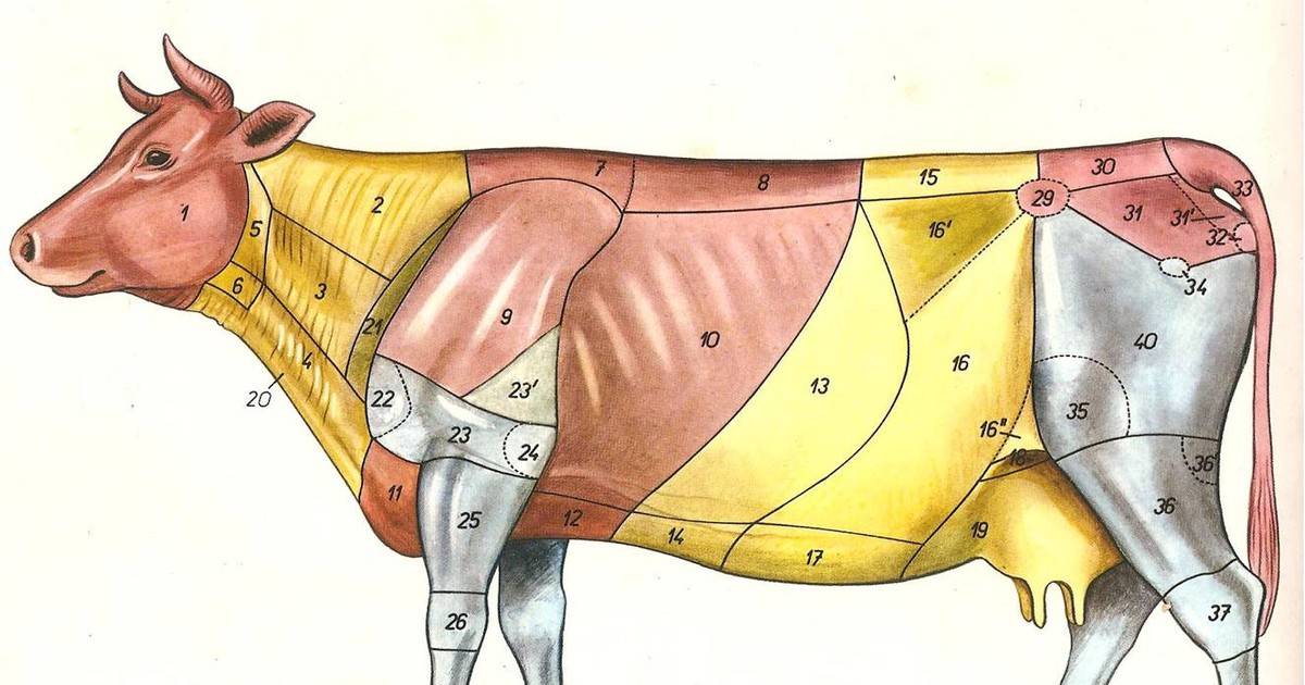Описание строения черепа коровы
