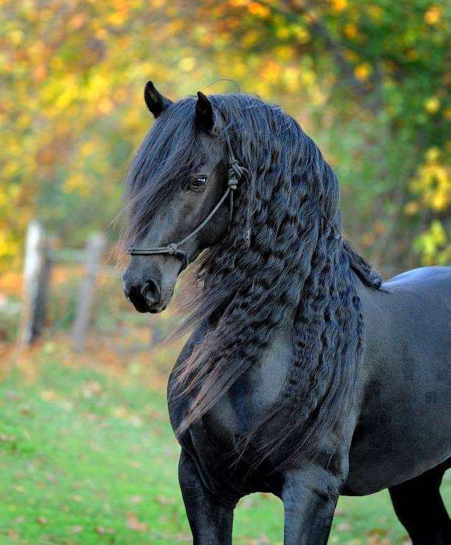 Фризская порода лошадей: внешний вид, содержание, разведение