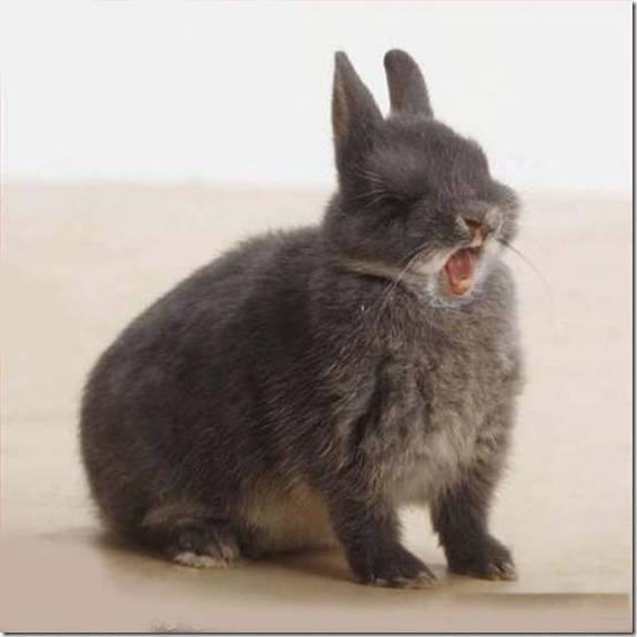 Кролик чихает, в чем причина, как лечить, меры профилактики