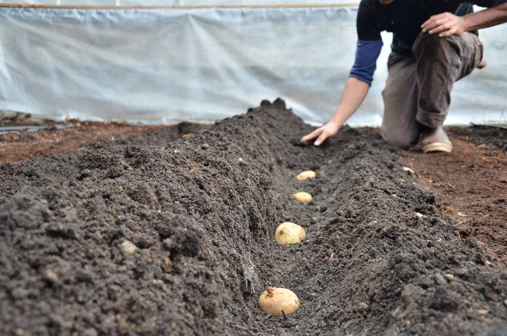 После чего можно сажать картофель на следующий год, как правильно подобрать культуру, что лучше не садить после картофеля