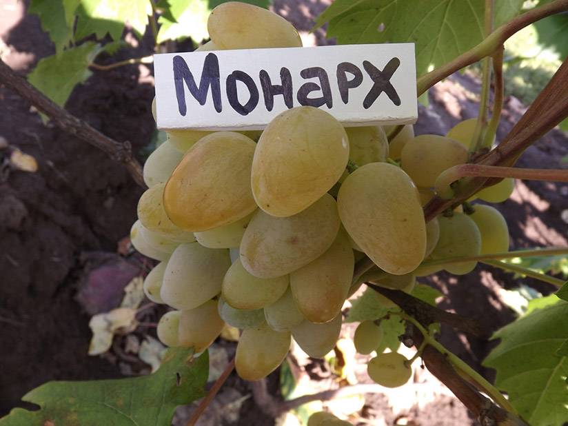 Виноград монарх описание и характеристика сорта, выращивание и уход, отзывы, фото
