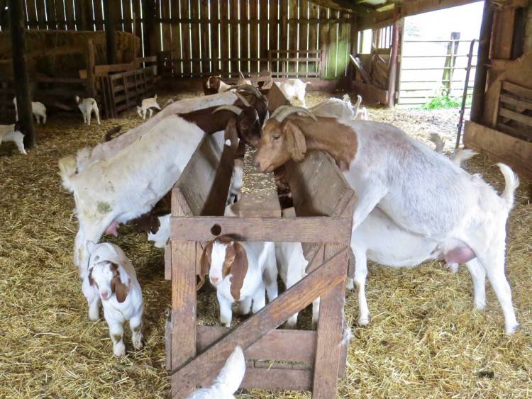 Чем кормить козу для увеличения удоя: повышение лактации в домашних условиях
