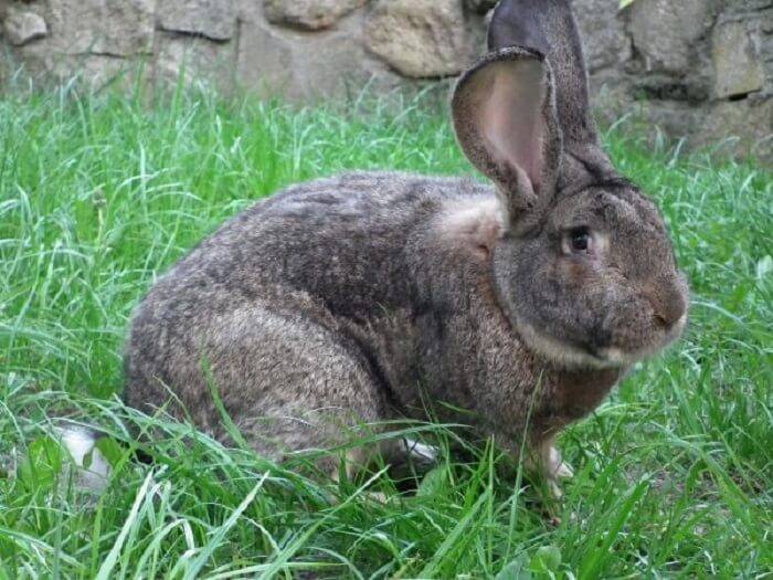 Кролики породы фландр — описание, характеристика, содержание, разведение. | cельхозпортал