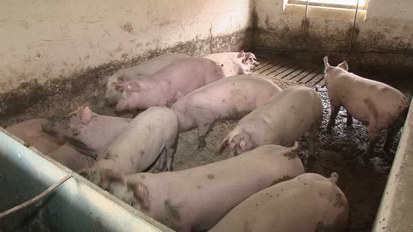 Как разводить свиней в домашних условиях?