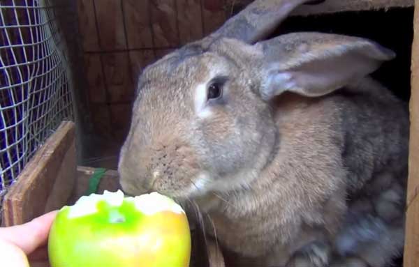 Агрессия кролика: почему мой кролик внезапно агрессивен? — причины и советы! — сайт эксперта по животным
