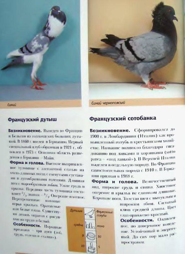 Чешские почтовые голуби, или чехи. быстрая обучаемость и хорошая работоспособность