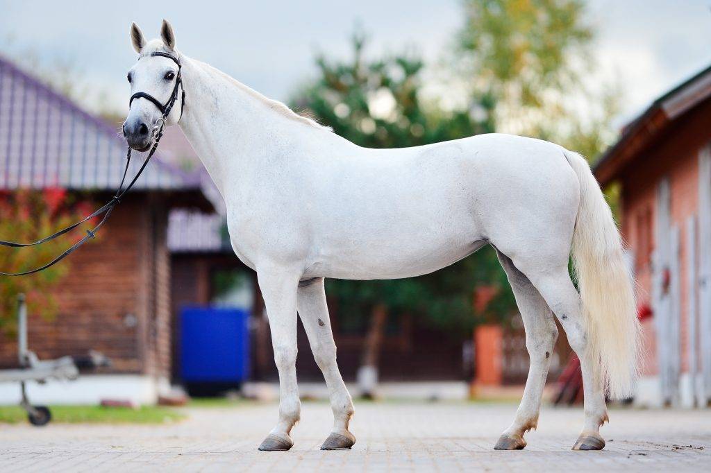 ᐉ рассмотрите фотографию лошади породы орловская рысистая - zooshop-76.ru