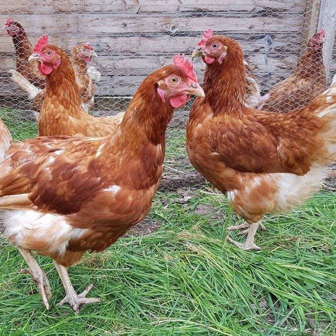 Порода куриц и петухов ломан браун: характеристика, описание и содержание