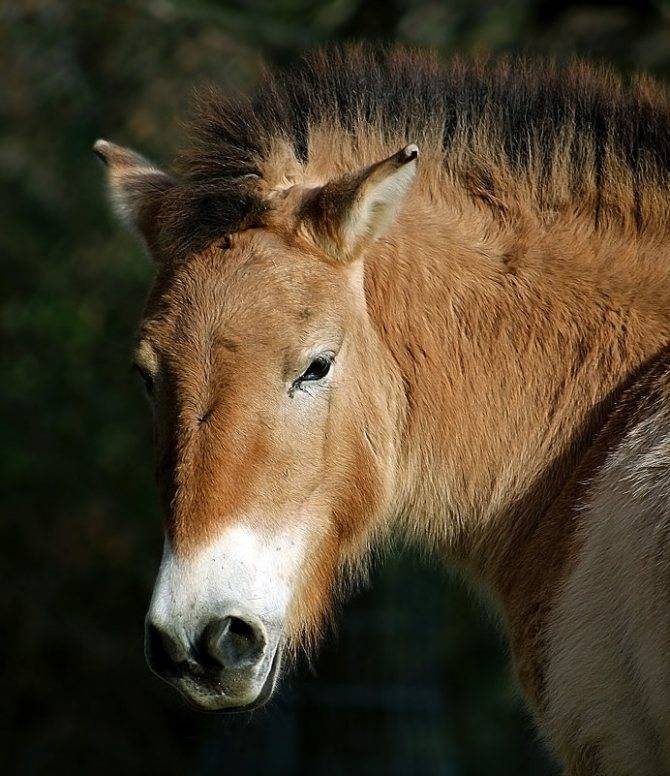 Характеристика дикой лошади пржевальского