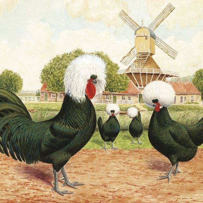 Голландская белохохлая порода кур: описание, содержание