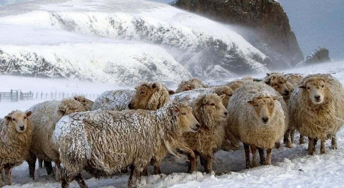 Можно ли держать овец зимой на улице