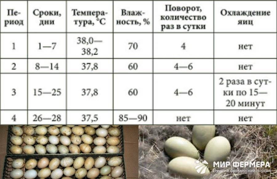 Какая должна быть температура хранения инкубационных яиц?
