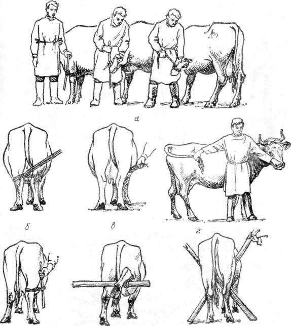 Как правильно доить корову и сколько раз в сутки проводить дойку