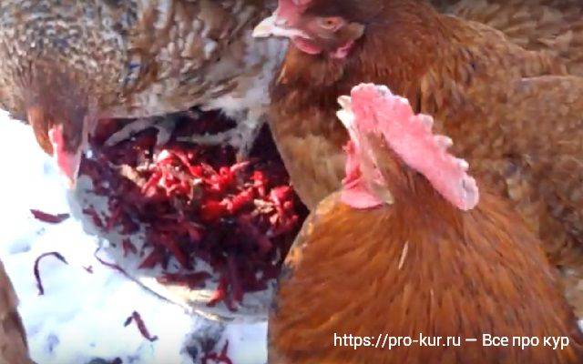 Посадка корма для кур в огороде и топ 3 самых любимых куриных сорняков — agroxxi