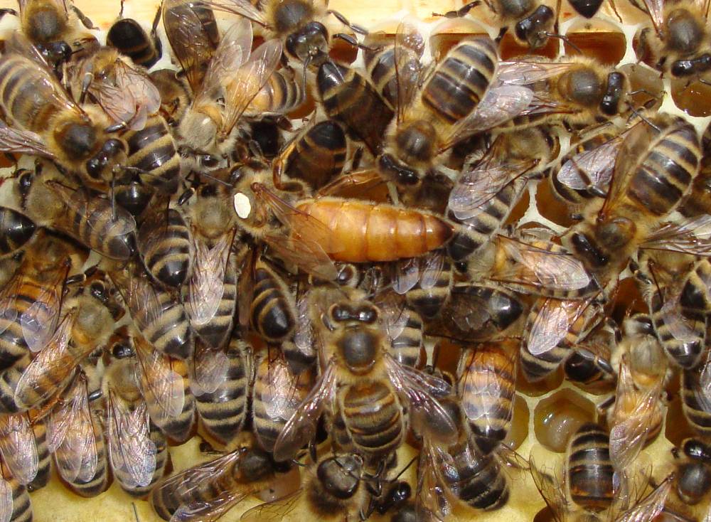 Описание пчел породы Бакфаст, их характеристики, достоинства и недостатки