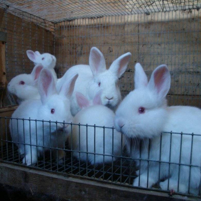 Новозеландские кролики — описание и характеристика породы нзк