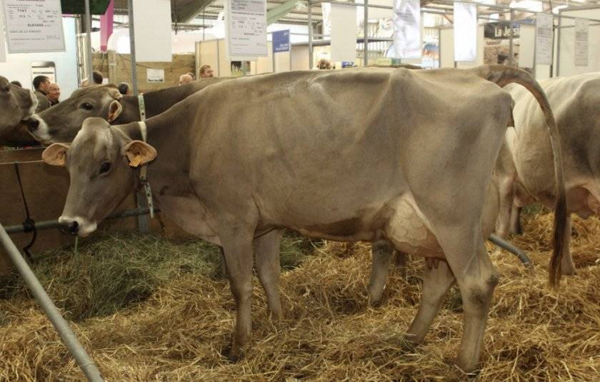 Преимущества и характерные особенности швицкой породы коров