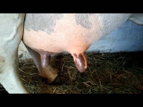 Как запустить корову перед отёлом