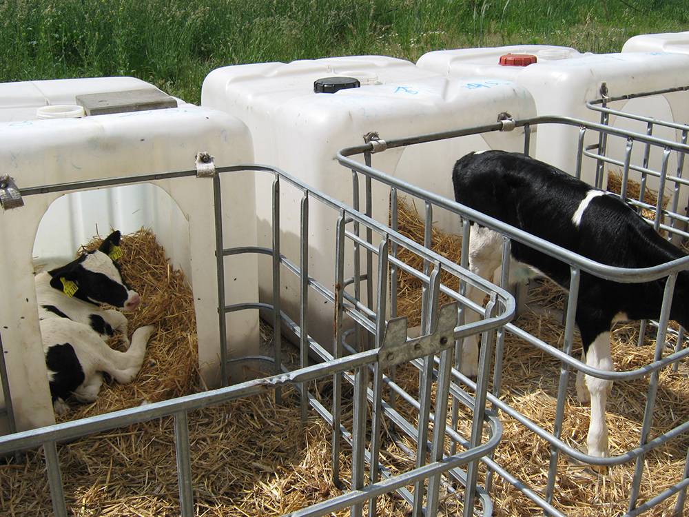 Система выращивания молодняка крупного рогатого скота, его биологические и возрастные особенности