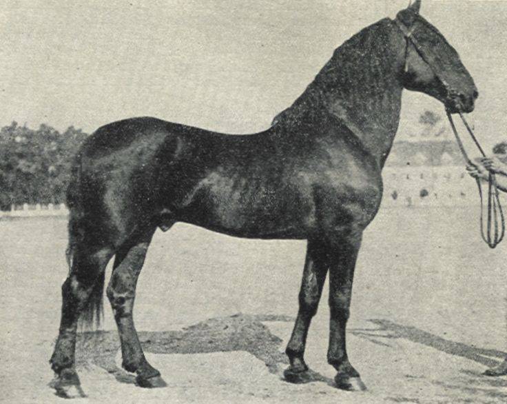 Всё о карачаевской породе лошадей