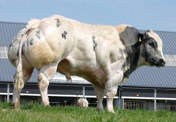 Бельгийская голубая порода коров: описание и характеристика