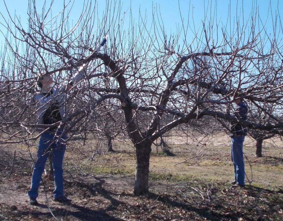 Если дерево старое, обрезать в три этапа: советы бабушки по уходу за яблонями