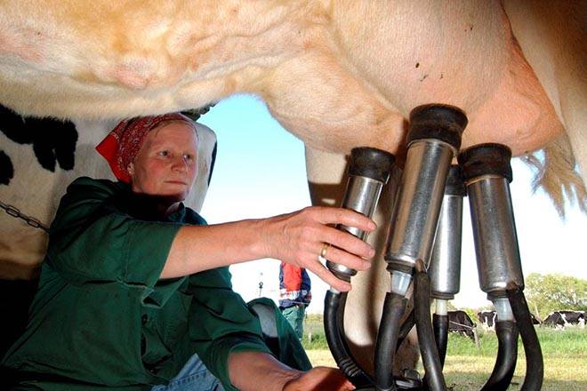 Как доить корову руками правильно для начинающих первый раз