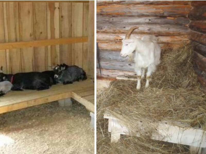 Сарай для козы своими руками: как построить, чертежи и размеры, фото