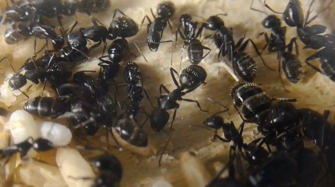 Инфекционные и вирусные болезни пчел — признаки и лечение — медовая биржа