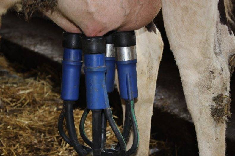 Лечение серозного мастита у коров