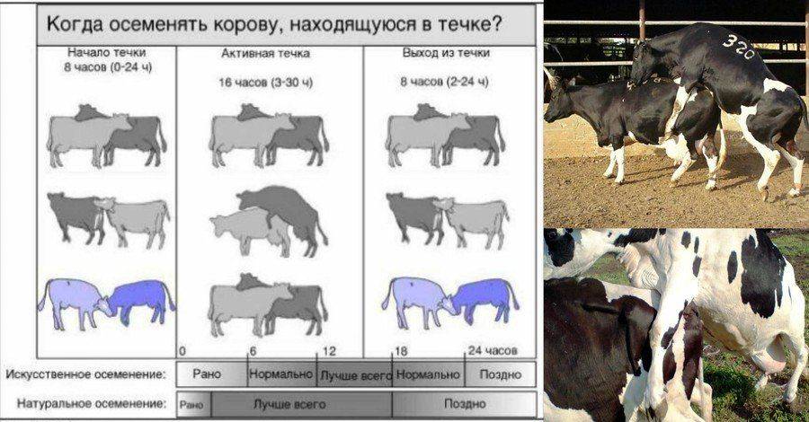 Какими методами определить стельность коровы в домашних условиях