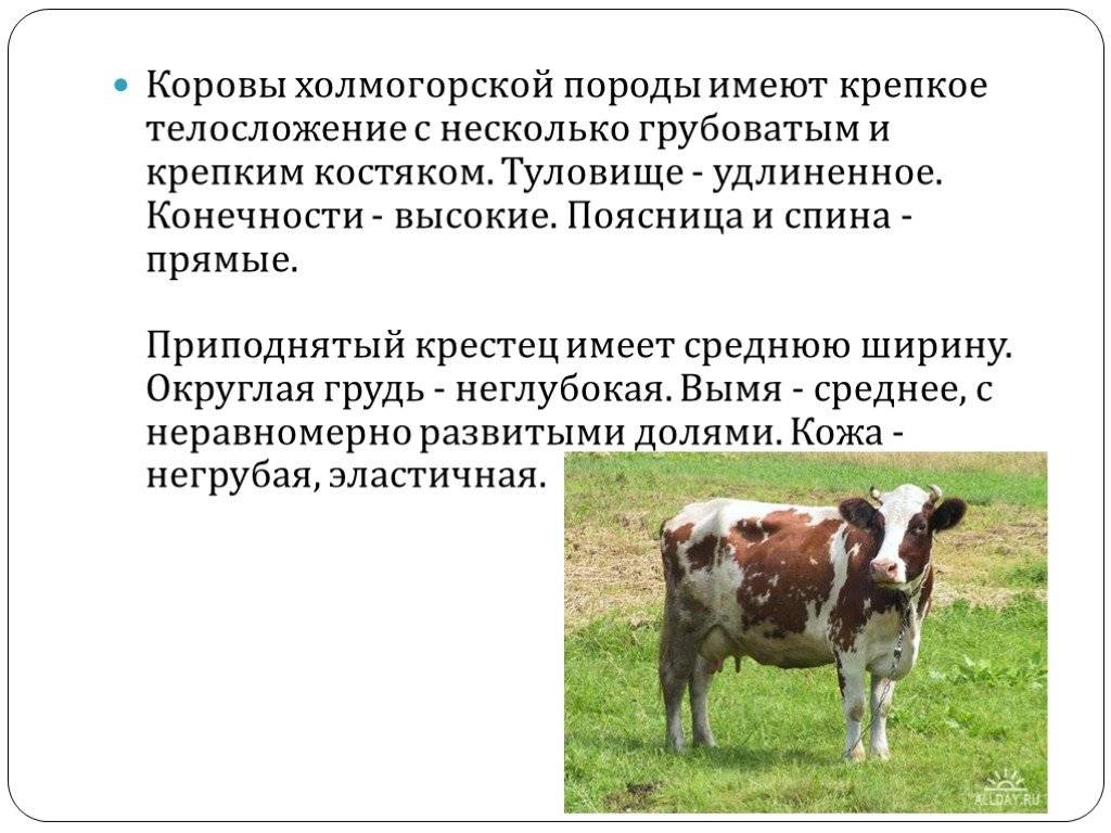 Разведение крс | холмогорская порода коров