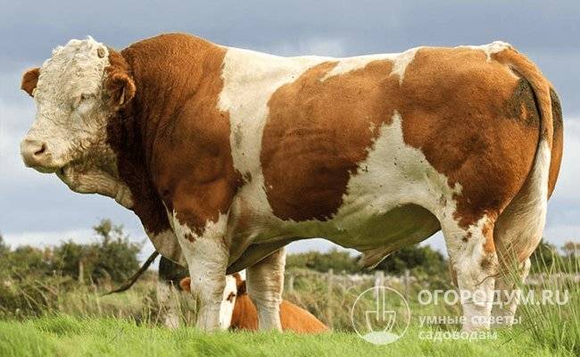 Описание и характеристики крс симментальской породы и содержание коров