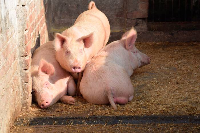 Порода свиней йоркшир — внешний вид и нюансы содержания для опытных фермеров