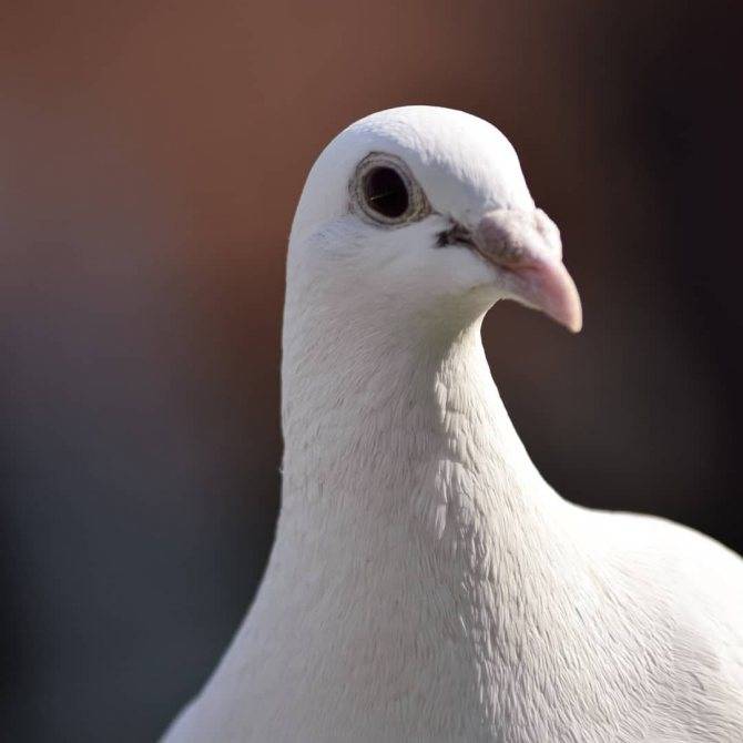 Почтовый голубь — как тренируют почтовых голубей и какие породы могут быть почтальонами