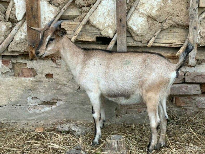 Альпийские козы: описание породы, фото — selok.info