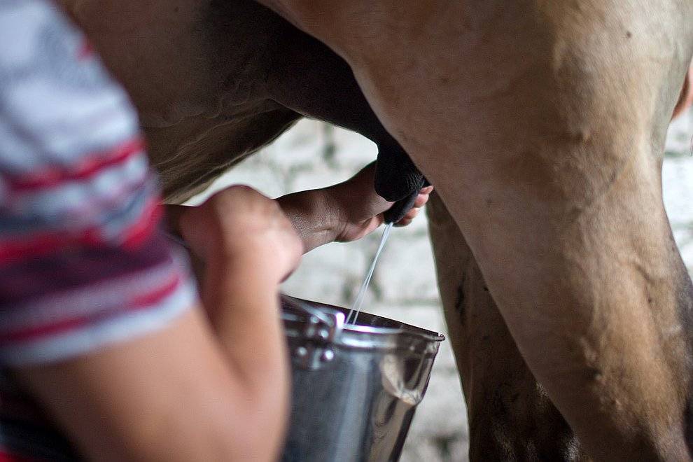 Лошадиное молоко – как называется, чем полезно кобылье молоко
