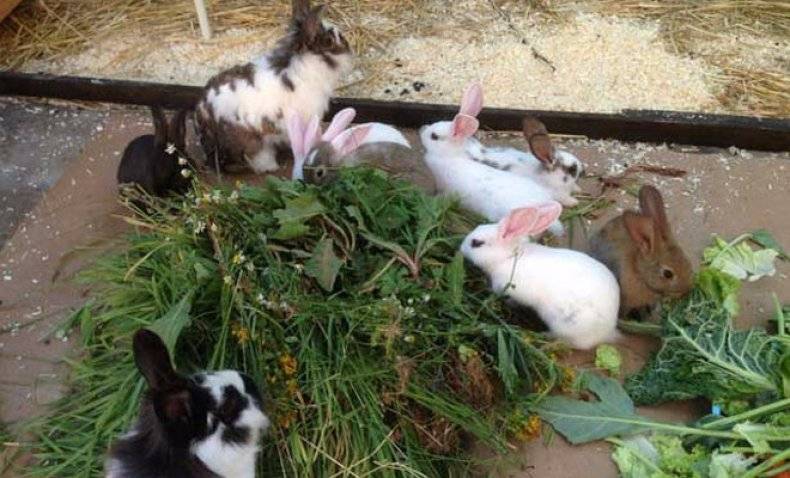 Какую траву можно давать кроликам и нельзя: правила и нормы кормления