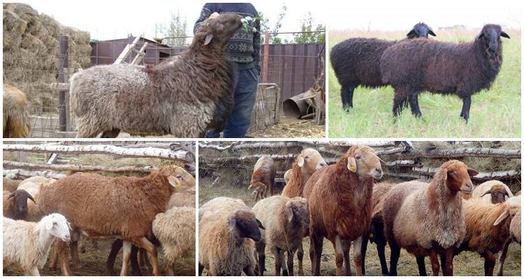 ᐉ курдючные породы овец: описание, разведение - zooon.ru