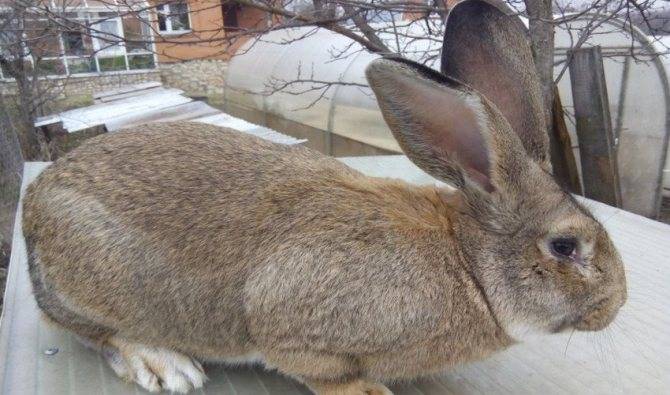 Кролик ризен (risen) — описание породы и ее разведения
