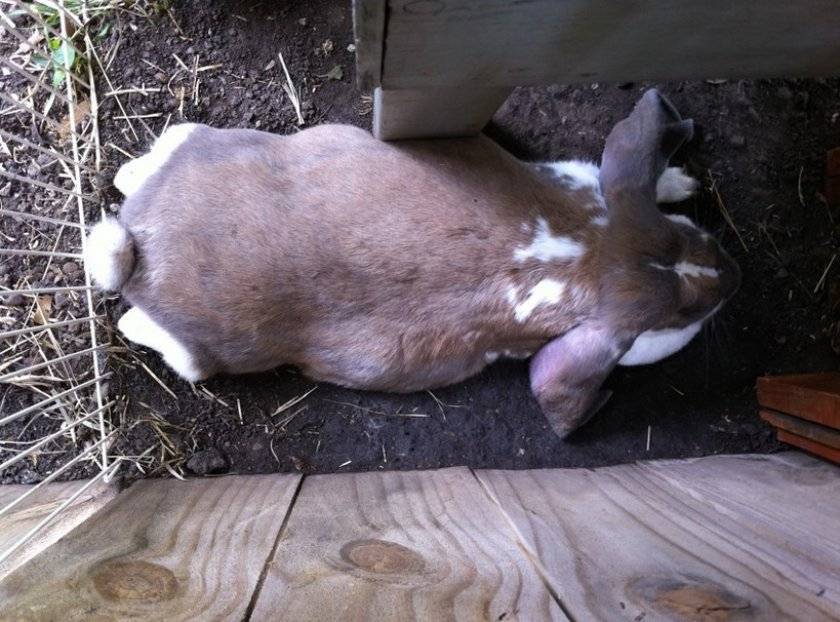 Почему не покрываются крольчихи: что сделать если не подпускают крола